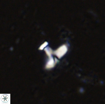 Owenia hillii 34261