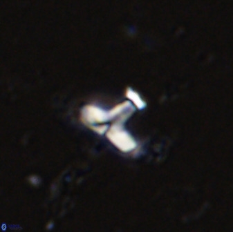 Owenia hillii 34263