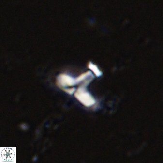 Owenia hillii 34263