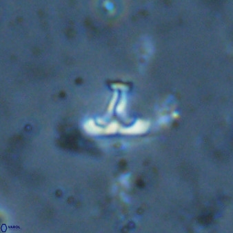Owenia hillii 34274