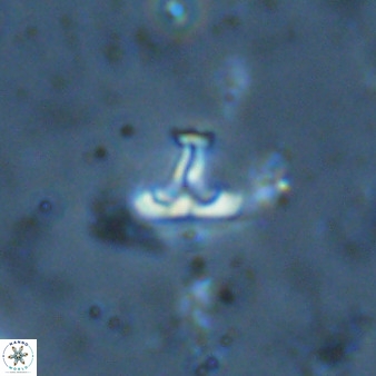 Owenia hillii 34274
