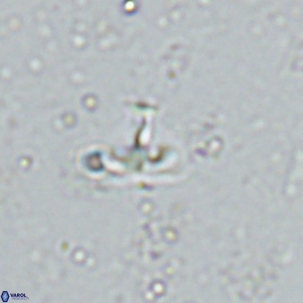 Owenia hillii 34275