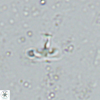 Owenia hillii 34275