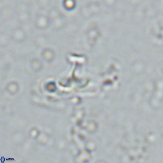 Owenia hillii 34276
