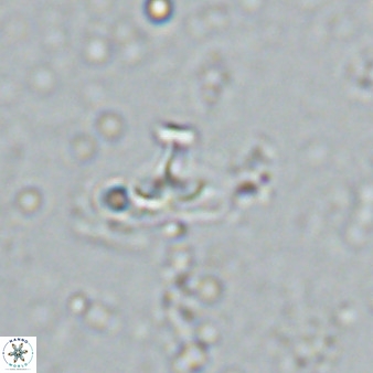 Owenia hillii 34276