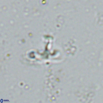 Owenia hillii 34277