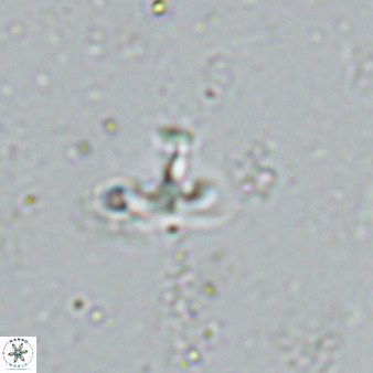Owenia hillii 34277