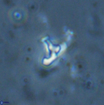 Owenia hillii 34270