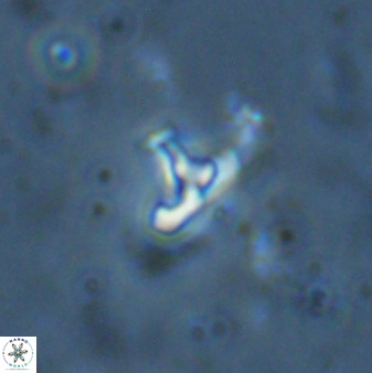 Owenia hillii 34270