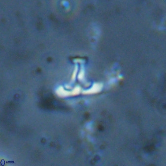 Owenia hillii 34271