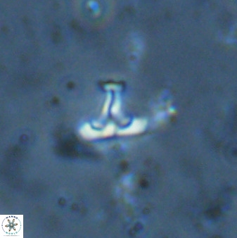 Owenia hillii 34271