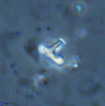 Owenia hillii 34272