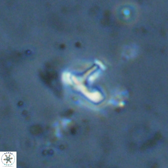 Owenia hillii 34272