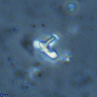 Owenia hillii 34273
