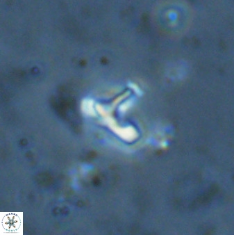 Owenia hillii 34273