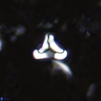 Owenia hillii 35486