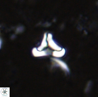 Owenia hillii 35486