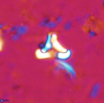 Owenia hillii 35487