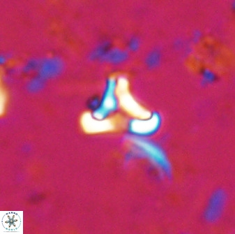 Owenia hillii 35487