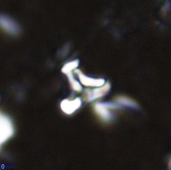 Owenia hillii 35489