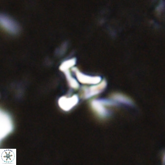 Owenia hillii 35489