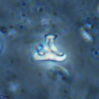 Owenia hillii 35494