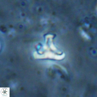 Owenia hillii 35494