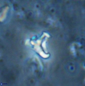 Owenia hillii 35495