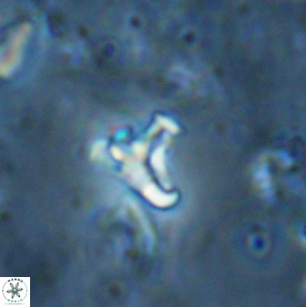 Owenia hillii 35495