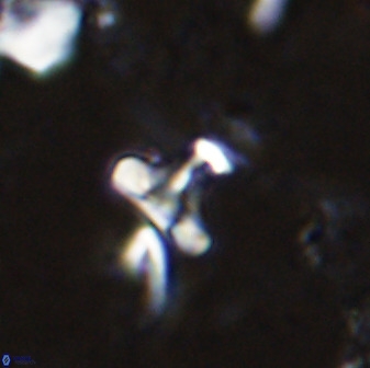 Owenia hillii 35490