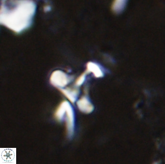 Owenia hillii 35490