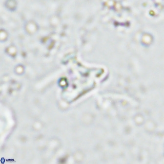 Owenia hillii 35492