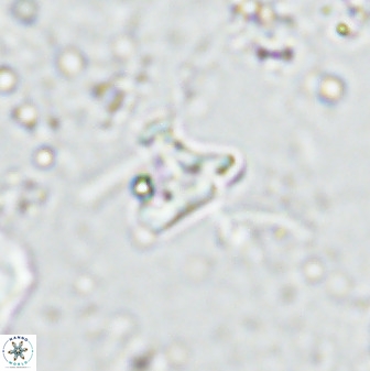 Owenia hillii 35492