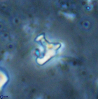 Owenia hillii 35493
