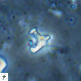 Owenia hillii 35493