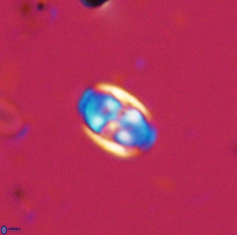 Owenia hillii 38034