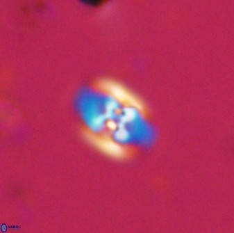 Owenia hillii 38035