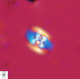Owenia hillii 38035