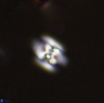 Owenia hillii 38036