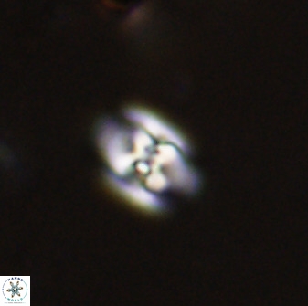 Owenia hillii 38036
