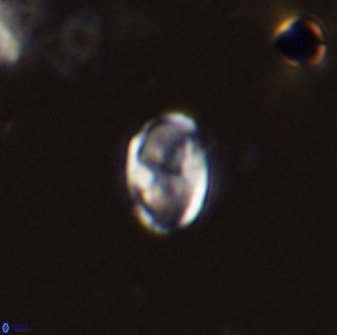 Owenia hillii 38037