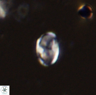 Owenia hillii 38037