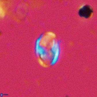 Owenia hillii 38038