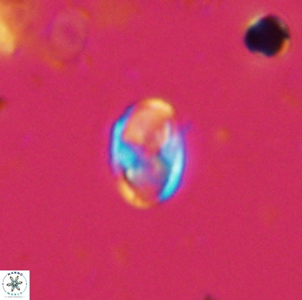 Owenia hillii 38038