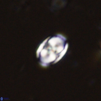 Owenia hillii 38039
