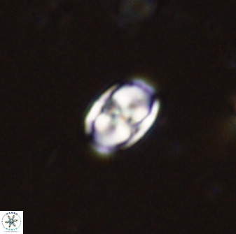 Owenia hillii 38039