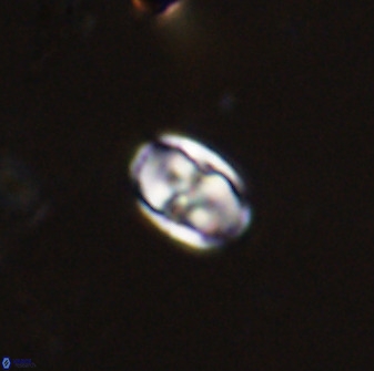 Owenia hillii 38033