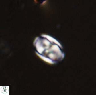 Owenia hillii 38033