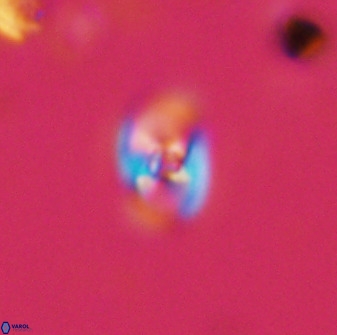 Owenia hillii 38044