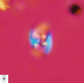 Owenia hillii 38044